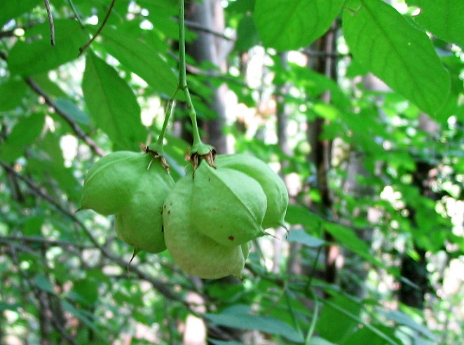 Staphylea pinnata / Bossolo